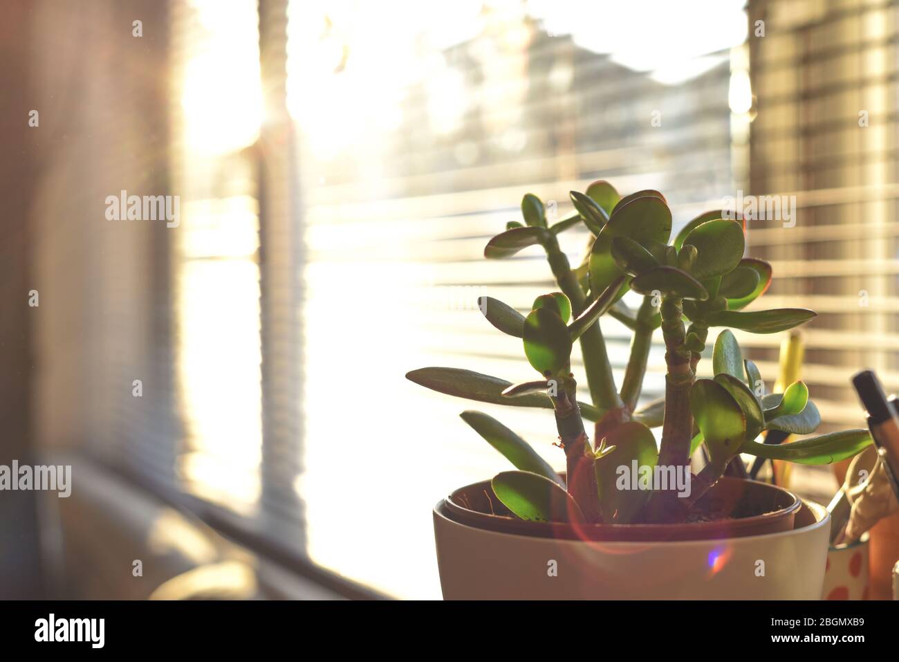 Kleine Geldbaum Pflanze im Fenster des Hauses Interieur in Sonnenlicht Stockfoto