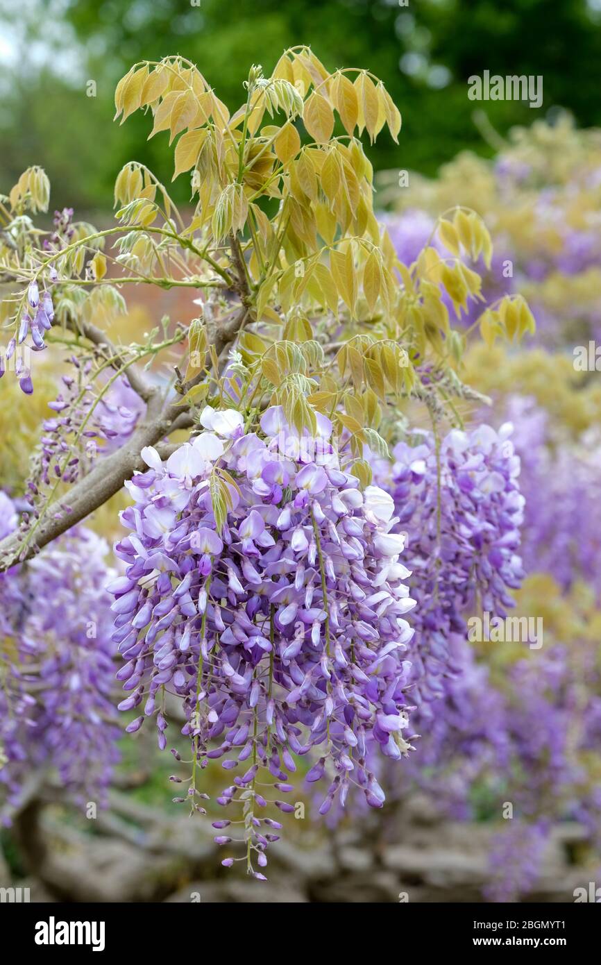 Anhänger von duftenden, erbsenartigen, bläulich-lila Blüten von Wisteria sinensis oder chinesischer Glyzinie Stockfoto