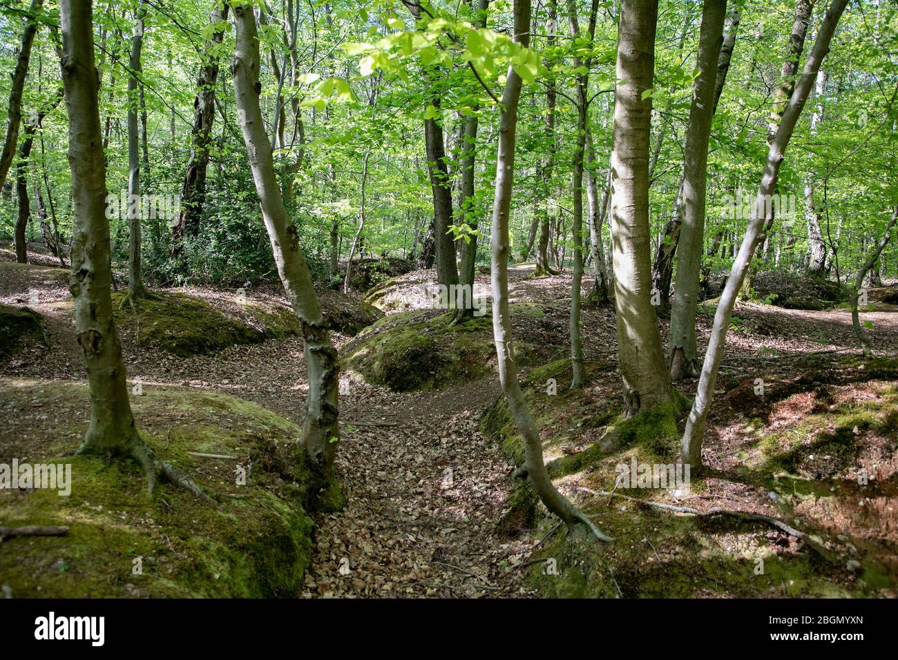 Buchenholz im Frühling Stockfoto