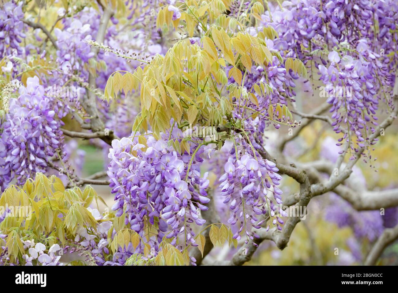 Anhänger von duftenden, erbsenartigen, bläulich-lila Blüten von Wisteria sinensis oder chinesischer Glyzinie Stockfoto
