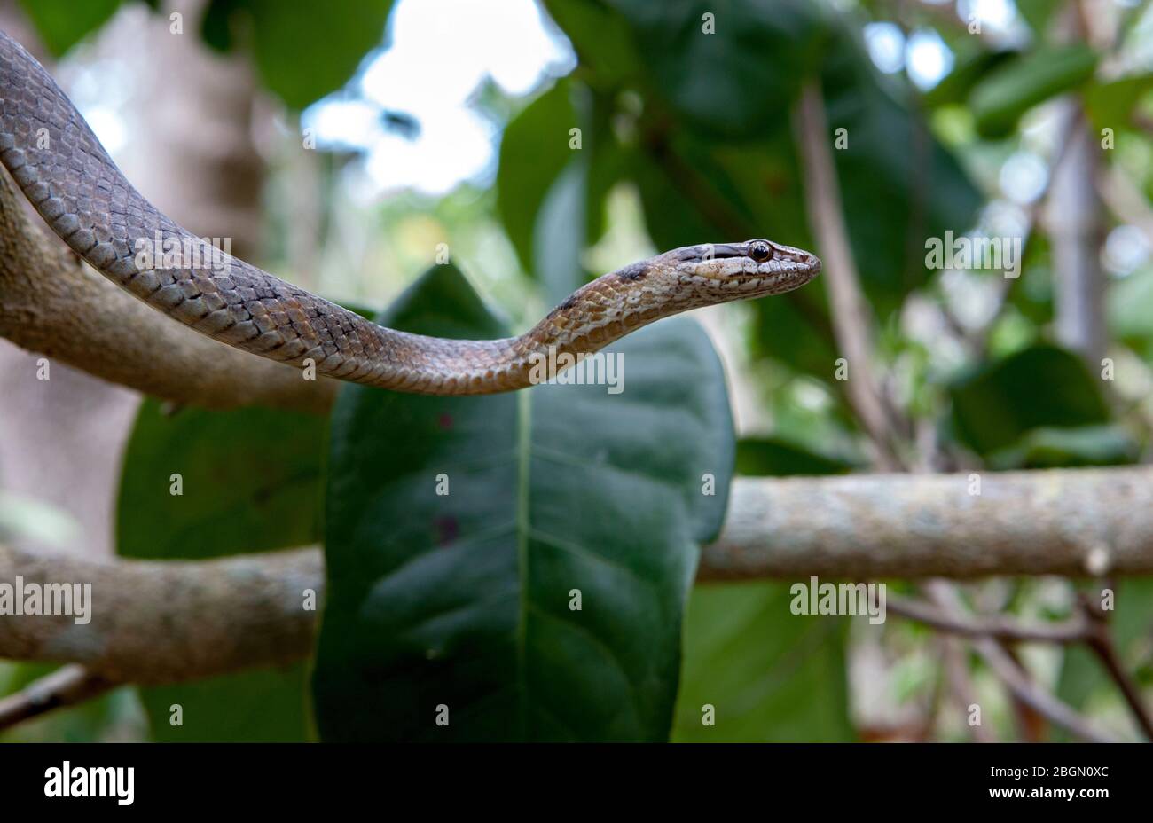 Eine bahamische Racer (Cubophis vudii) Schlange gleitete zwischen den Zweigen der Bäume in einem Wald auf Long Island auf den Bahamas Stockfoto