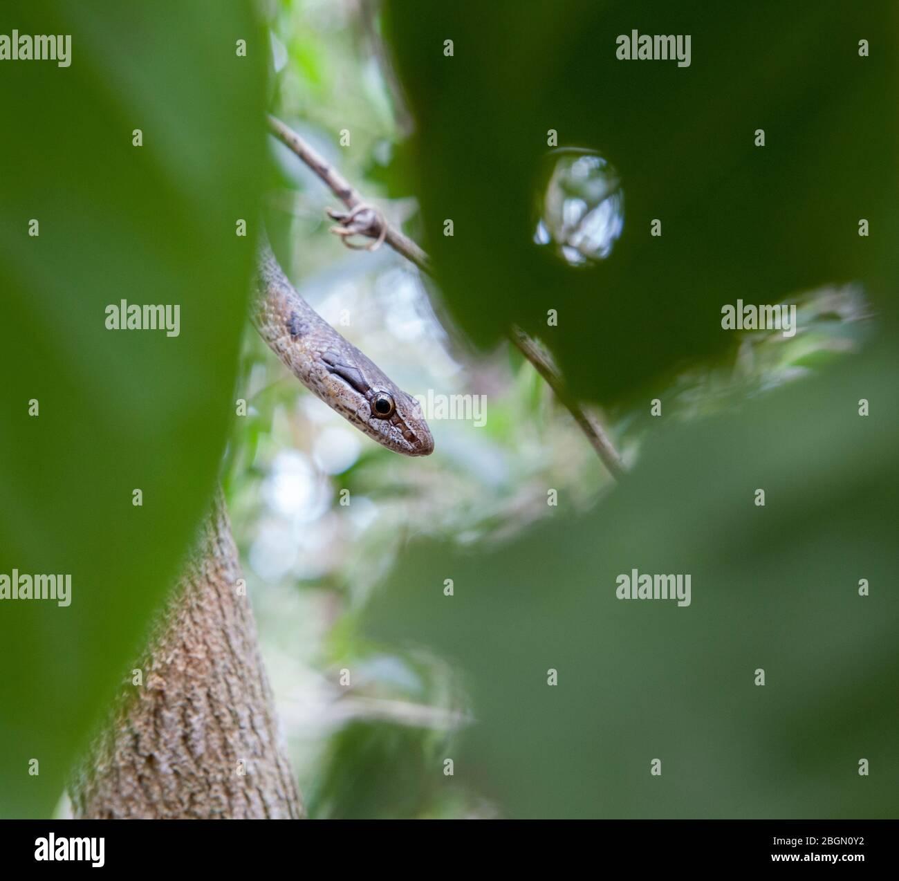 Eine bahamische Racer (Cubophis vudii) Schlange gleitete zwischen den Zweigen der Bäume in einem Wald auf Long Island auf den Bahamas Stockfoto