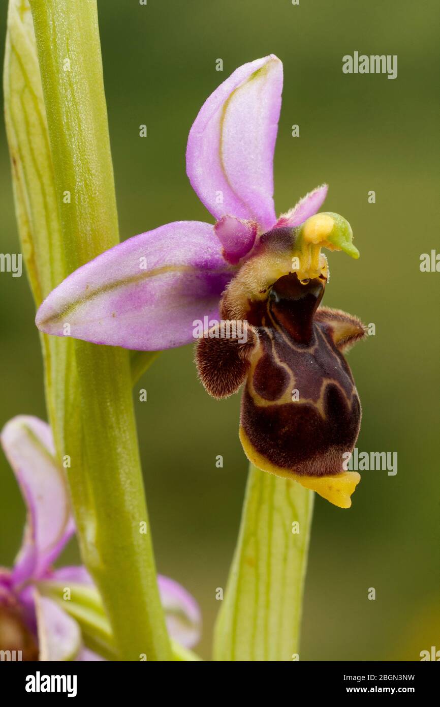 Eine selektive Aufnahme einer wunderschönen Orchidee, Orchis scolopax