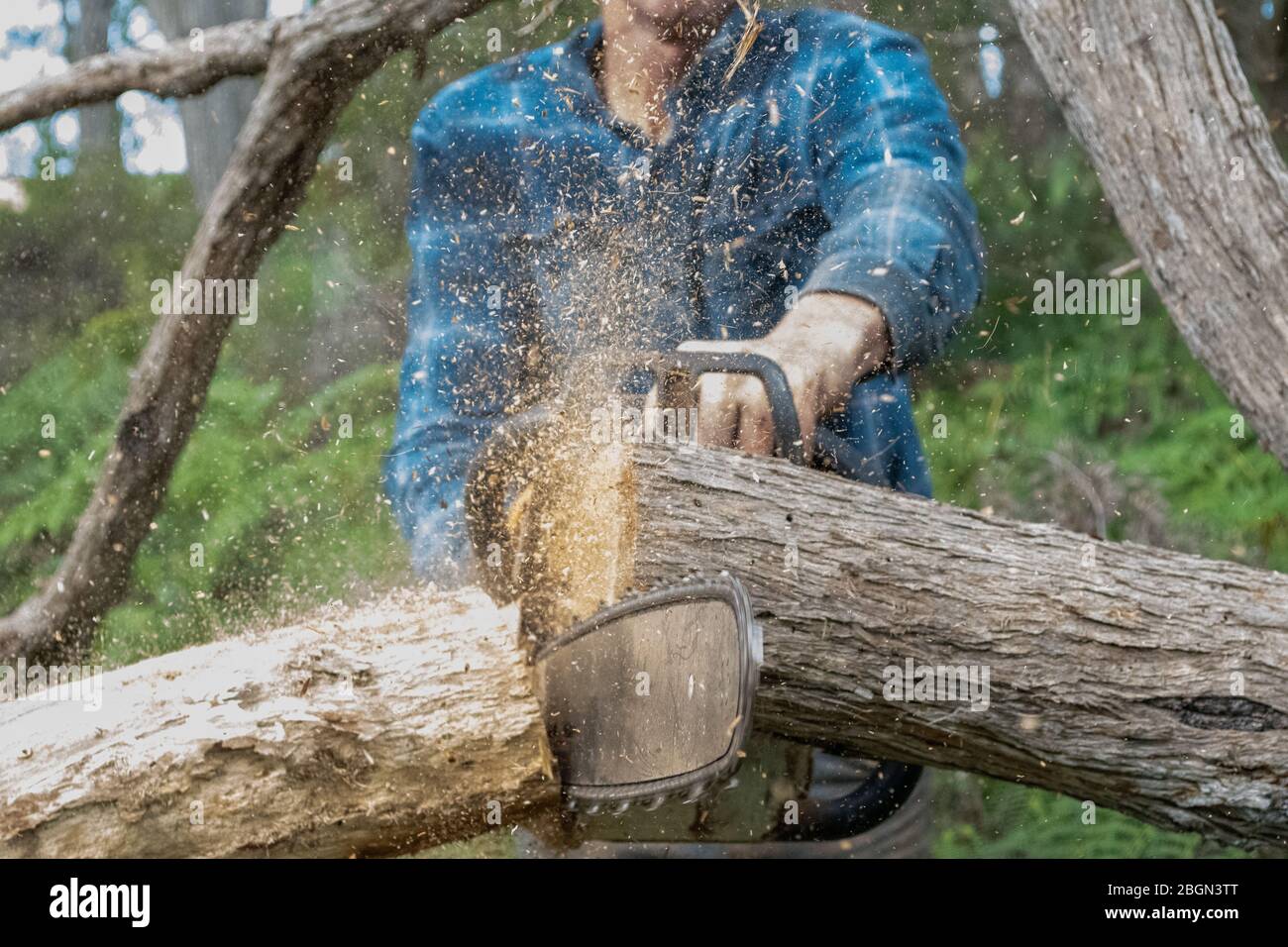 Schneidezweig mit einer Kettensäge Stockfoto