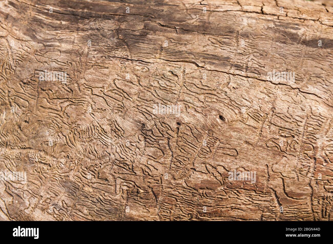 Holz langweilig Insektenbrut Kammern, Ausgangs Löcher unter freiliegenden Rinde Esche Baum, vollgestopft einen schweren Befall Stockfoto