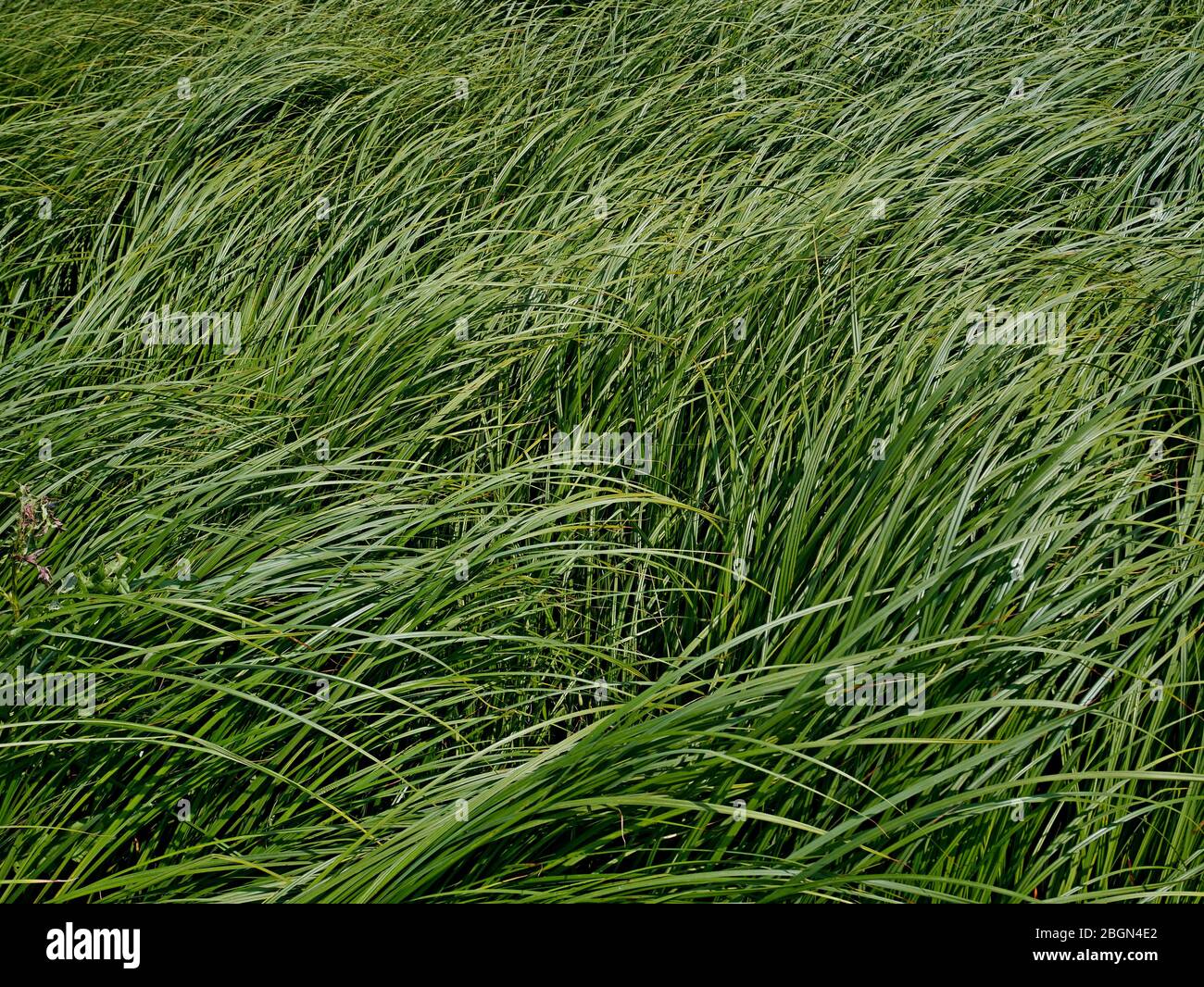 Sedge im Sommer, dick überwuchert von schräg jungen grünen Gras in Wiese als Hintergrund, close-up Stockfoto
