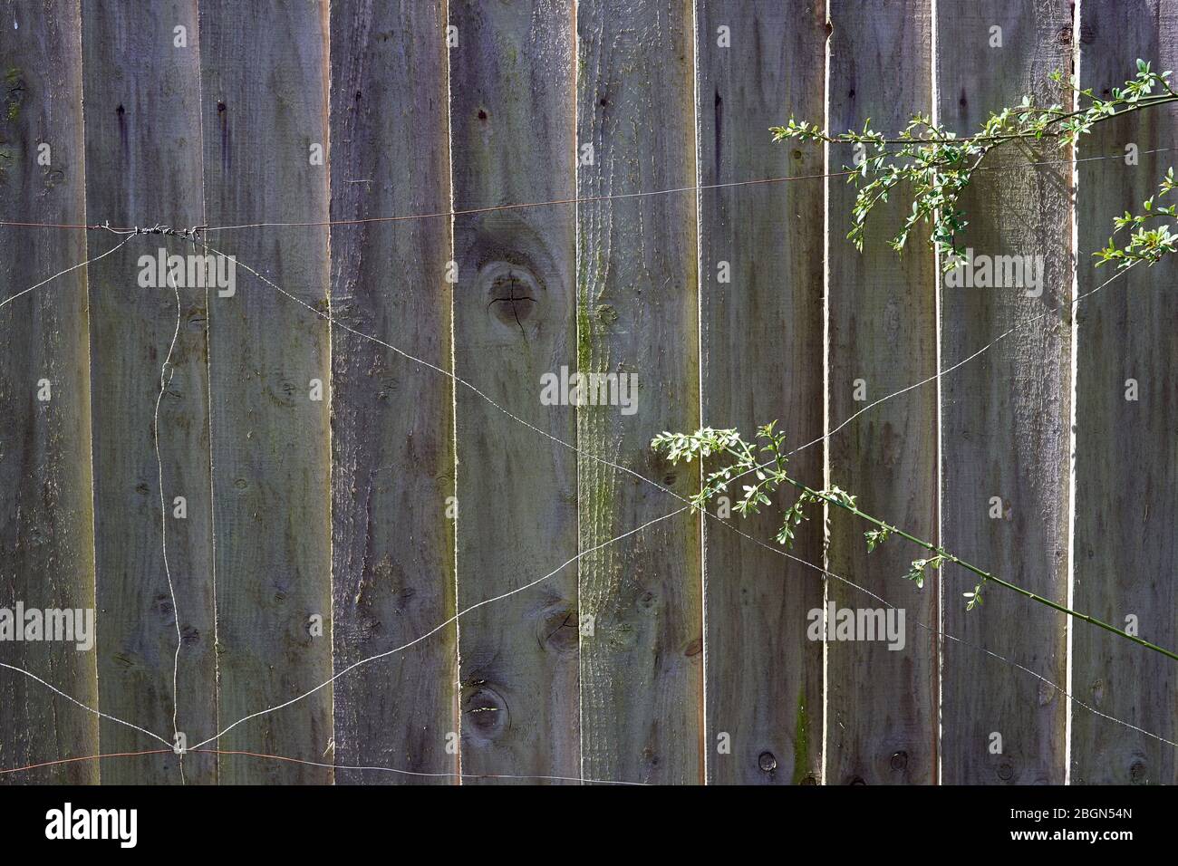 Pflanzen Sie Trainingsdrähte gegen einen hinteren Gartenzaun Stockfoto