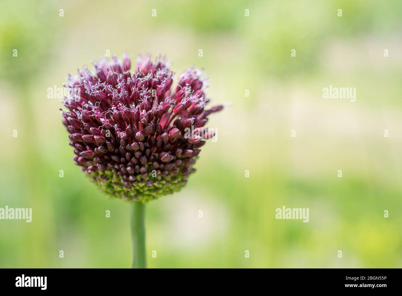 Blume Allium Nutans weiß. Zwiebeln Stockfoto