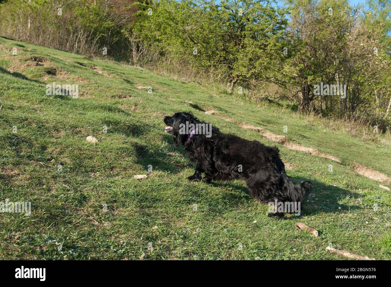 Verspielter Waffenhund ein schwarzer Cocker Spaniel tentativey wartet auf einen weiteren Stock, der auf einen Kreidegraslandhang geworfen wird Stockfoto