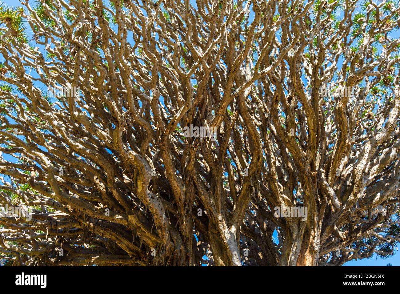 Tausendjähriger Drachenbaum (Dracaena draco), Icod de los Vinos, Tenera, Kanarische Inseln, Spanien Stockfoto