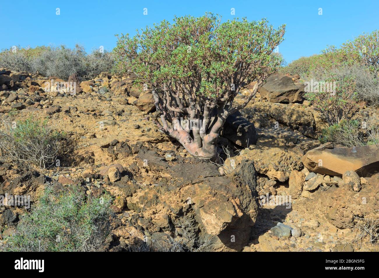 Umweltreserve San Blas, San Miguel de Abona, Tenera, Kanarische Inseln, Spanien Stockfoto