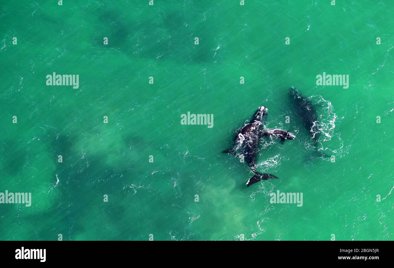 Luftaufnahme einer Familie von Walen Stockfoto