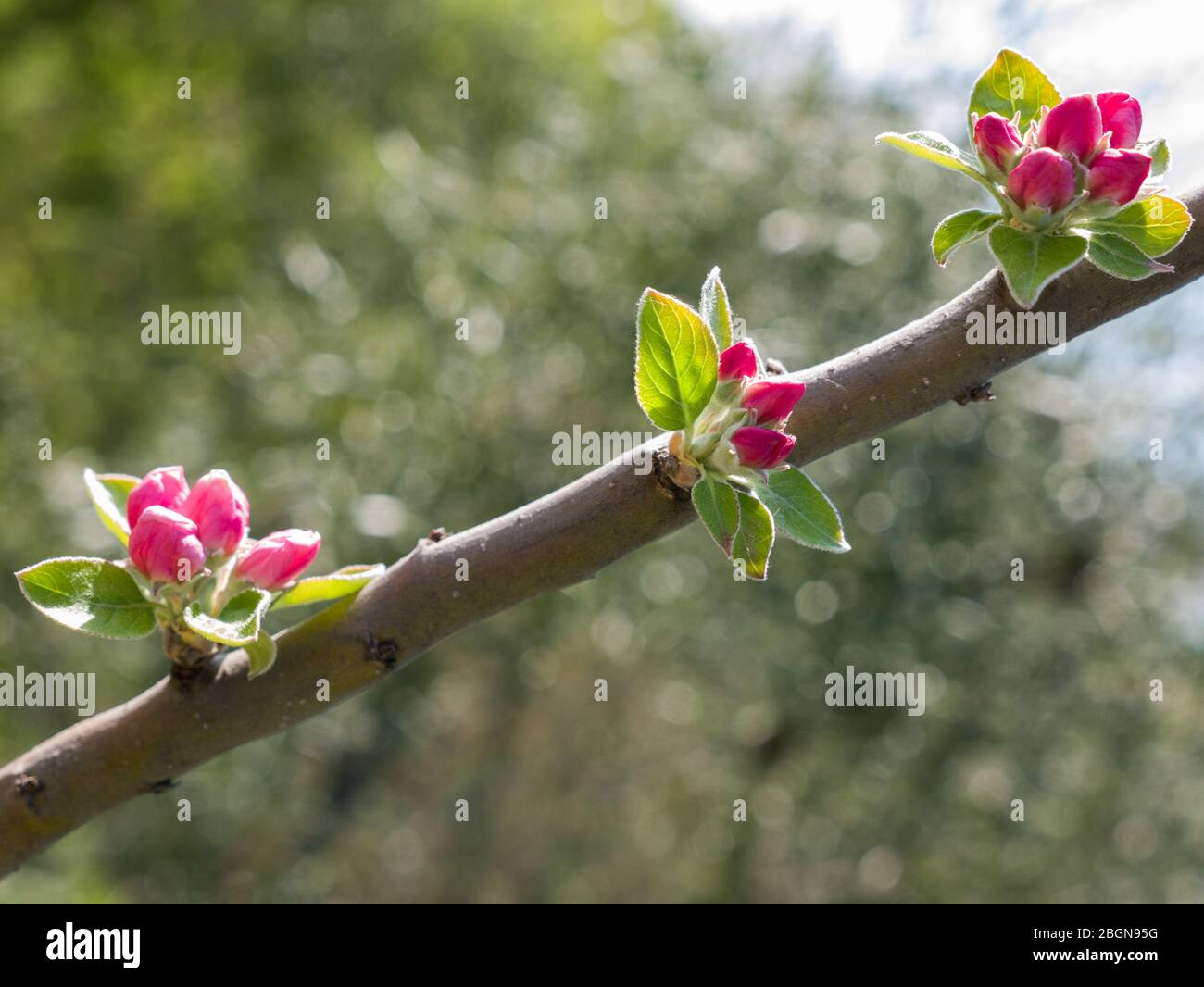 Blühende Apfelbaum Zweig mit roten Knospen. Unscharfer Hintergrund. Stockfoto