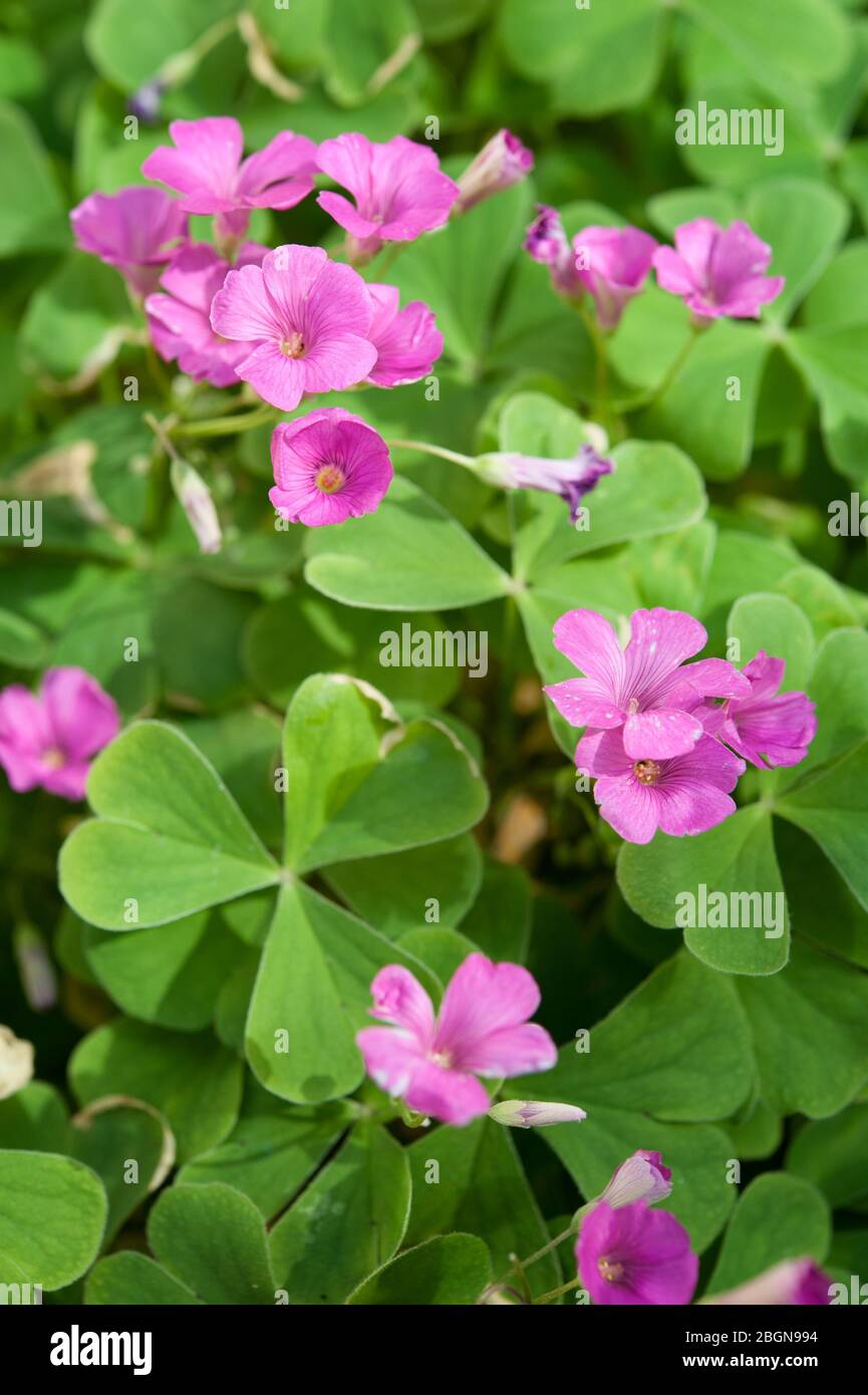 Oxalis acetosella (Holzsorrel oder gewöhnlicher Holzsorrel) mit dreiblättrigen Blättern und rosa Blüten ist eine rhizomatöse blühende Pflanze. Stockfoto