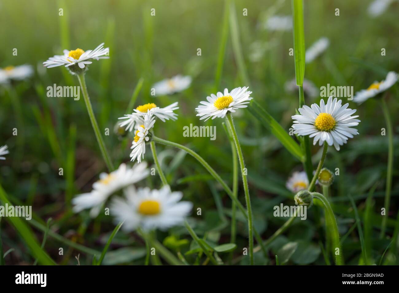 Matricaria chamomilla ist eine einjährige Pflanze der Familie Asteraceae. Blumen aus nächster Nähe. Stockfoto