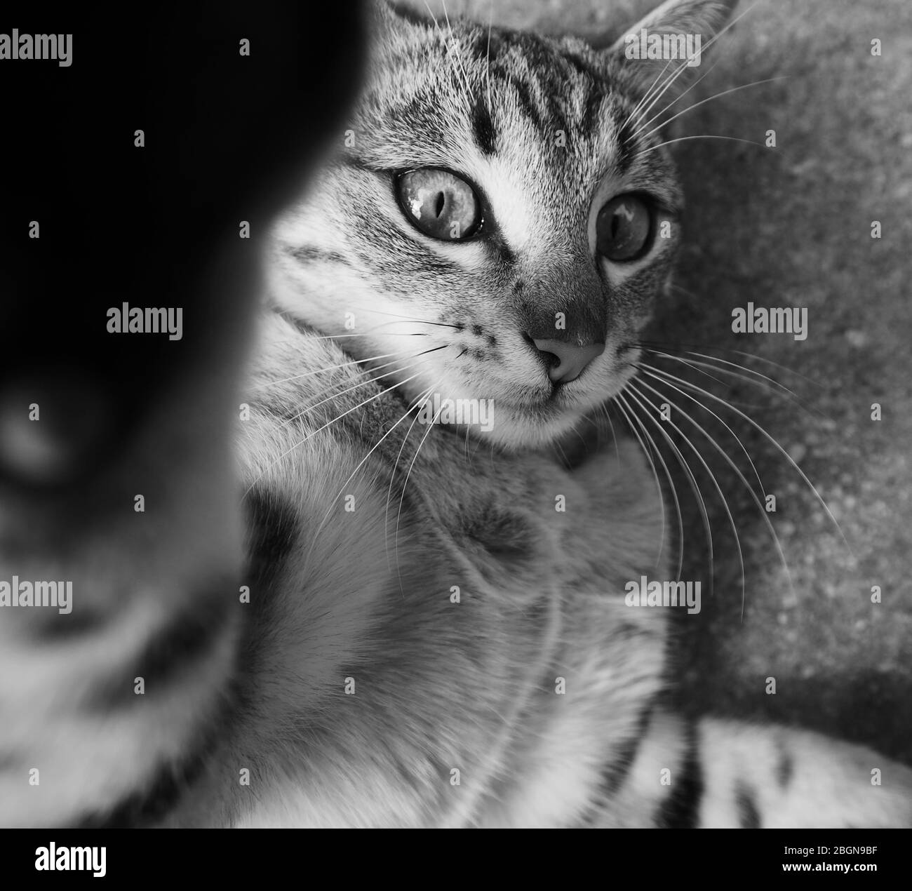 Das Gesicht einer smarten Tabby-Katze Stockfoto