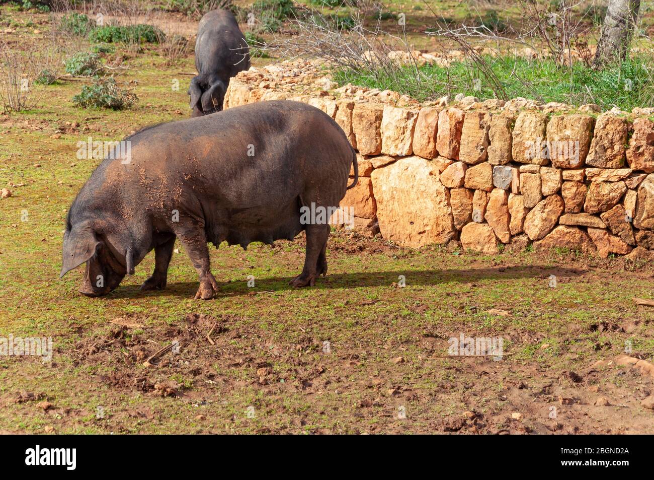 Schwarze mallorquinische Schweine essen im offenen Land. Balearen, Spanien Stockfoto