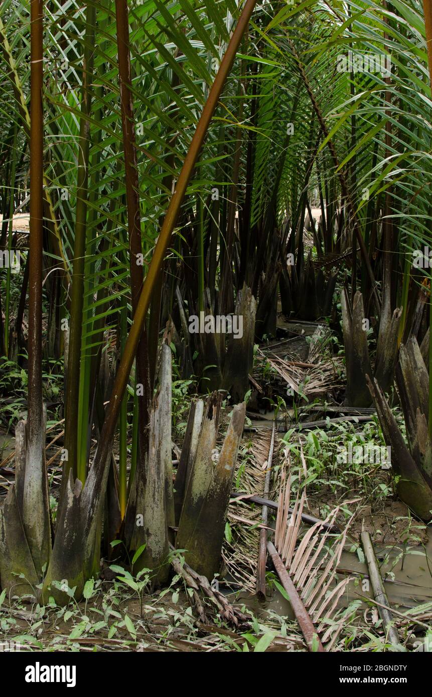 wurmb ist ein Wachstum in der Nähe von Fluss und es ist Palme. Es hat Früchte für Wüste Stockfoto