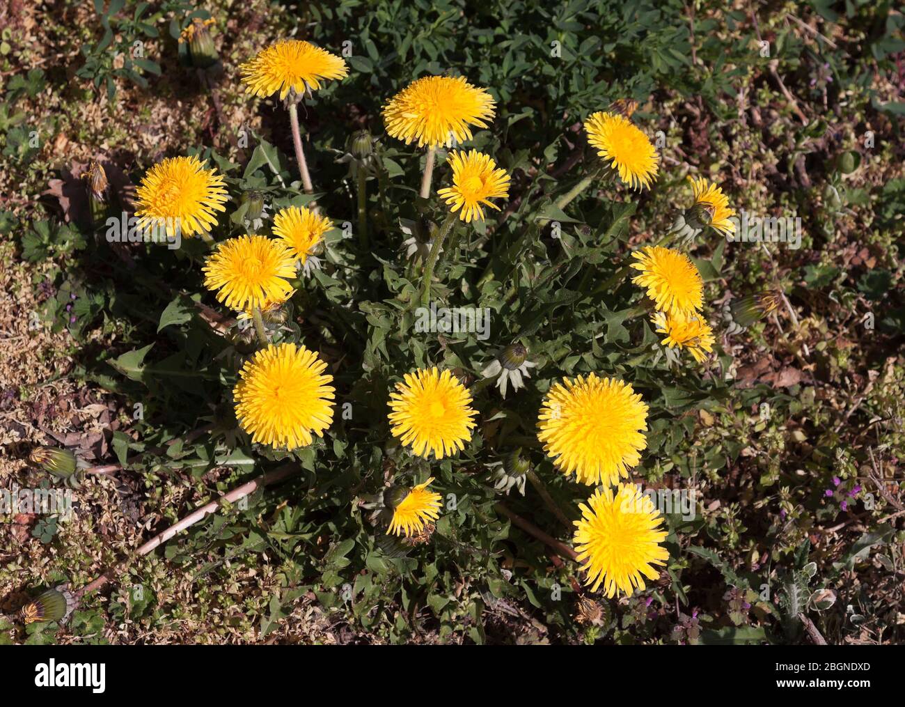 Taraxacum Officinale, dem gemeinsamen Löwenzahn Stockfoto