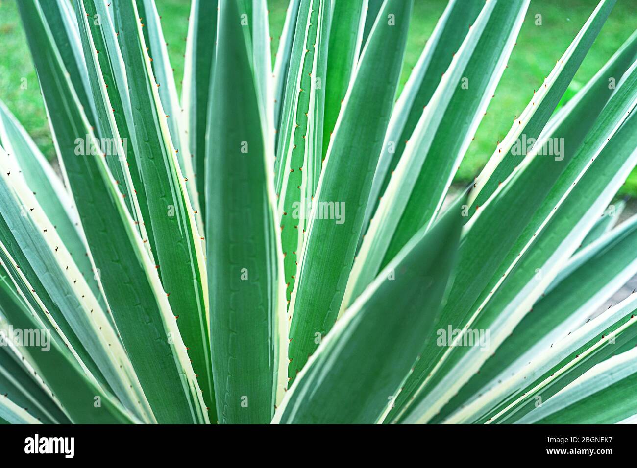 Abstrakt gestreiften natürlichen Hintergrund. Details der spanischen Dolchblätter - yucca gloriosa variegata. Stockfoto