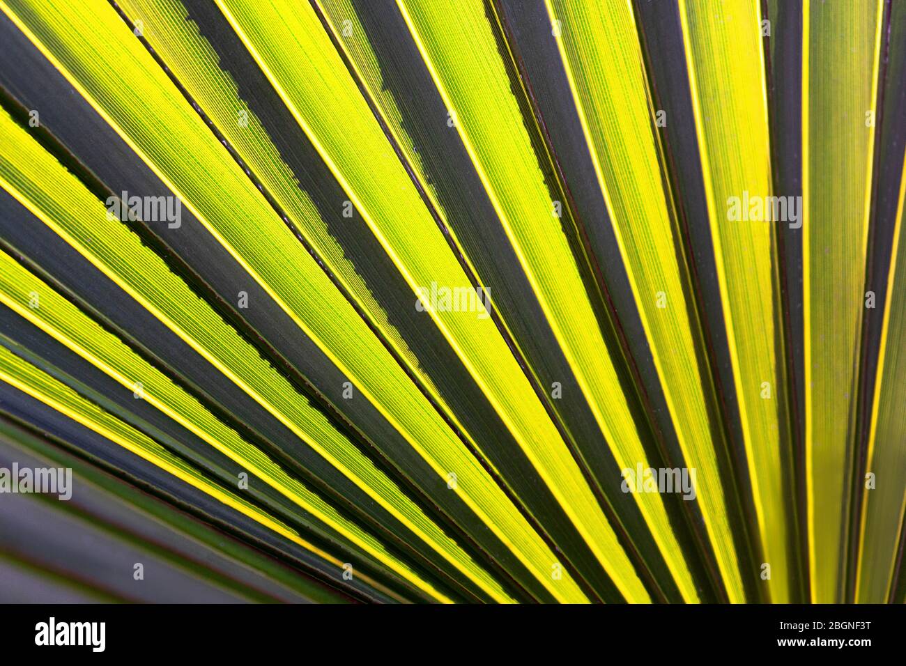 Abstrakt gestreiften natürlichen Hintergrund. Details von dunkelgrünen Palmblatt. Tropisches Minimalkonzept. Stockfoto