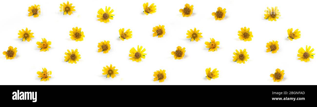 Sphagneticola trilobata. Nahaufnahme kleine gelbe Blume isoliert auf weißem Hintergrund. Gänseblümchen. Singapur Gänseblümchen. Blumen Banner. Blumen backgroun Stockfoto