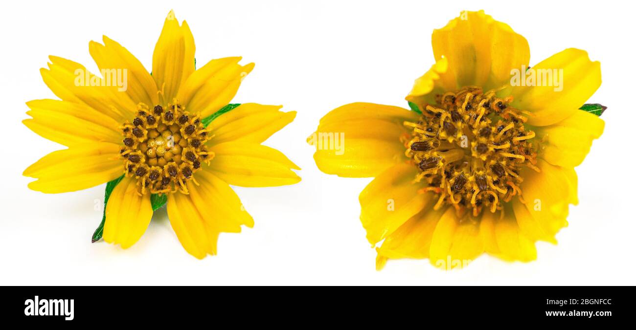 Sphagneticola trilobata. Nahaufnahme kleine gelbe Blume isoliert auf weißem Hintergrund. Gänseblümchen. Singapur Daisy. Hat medizinische Eigenschaften, die können Stockfoto