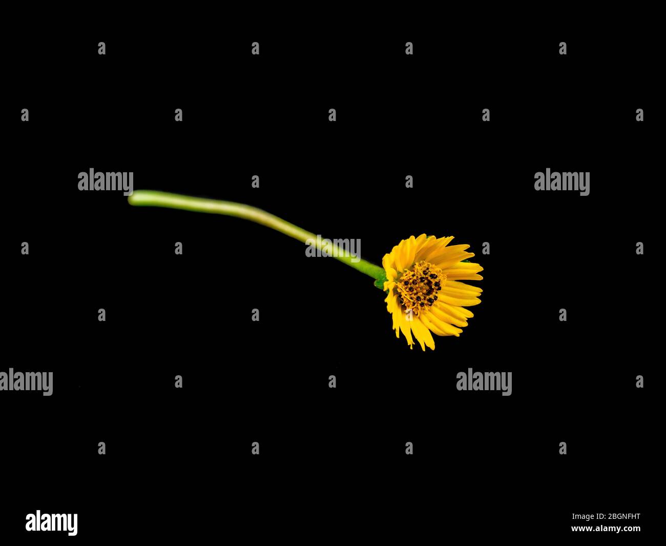 Sphagneticola trilobata. Nahaufnahme kleine gelbe Blume isoliert auf schwarzem Hintergrund. Gänseblümchen. Singapur Daisy. Hat medizinische Eigenschaften, die können Stockfoto