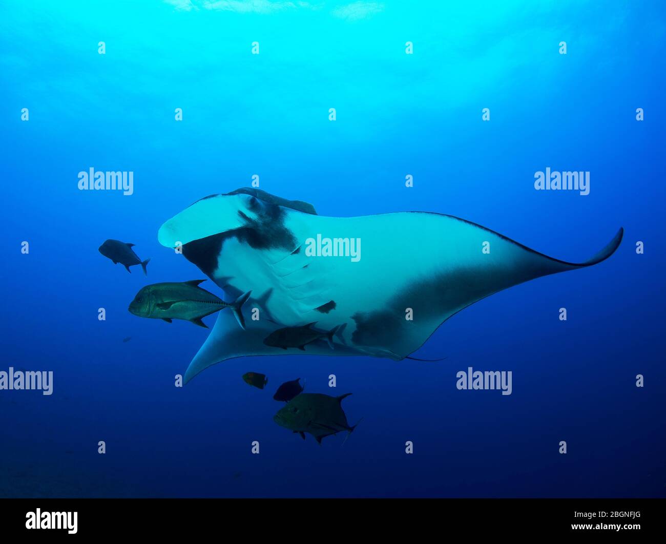 Ein Manta-Strahl am Kesseltauchplatz auf den Socorro-Inseln in Baja California. Diese pazifischen Ozeanmantas können bis zu 8 Meter groß werden. Stockfoto