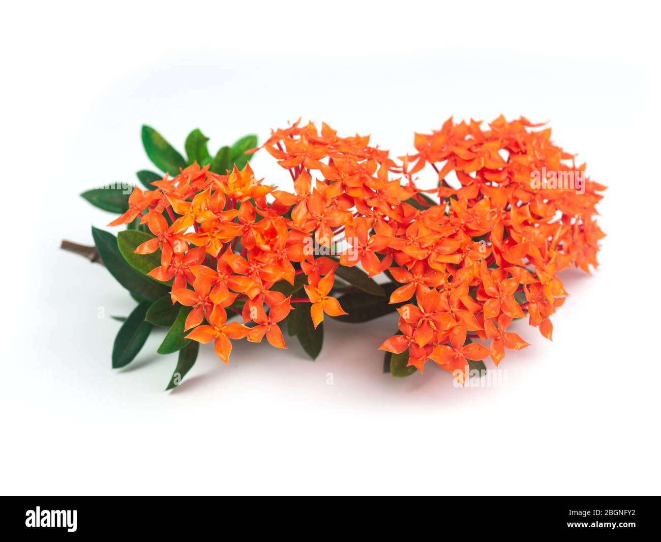 Rubiaceae Blume isolieren auf weißem Hintergrund. Ixora Coccinea blüht in einem Garten. Rote Stachelblume. Rote Blüten Stockfoto