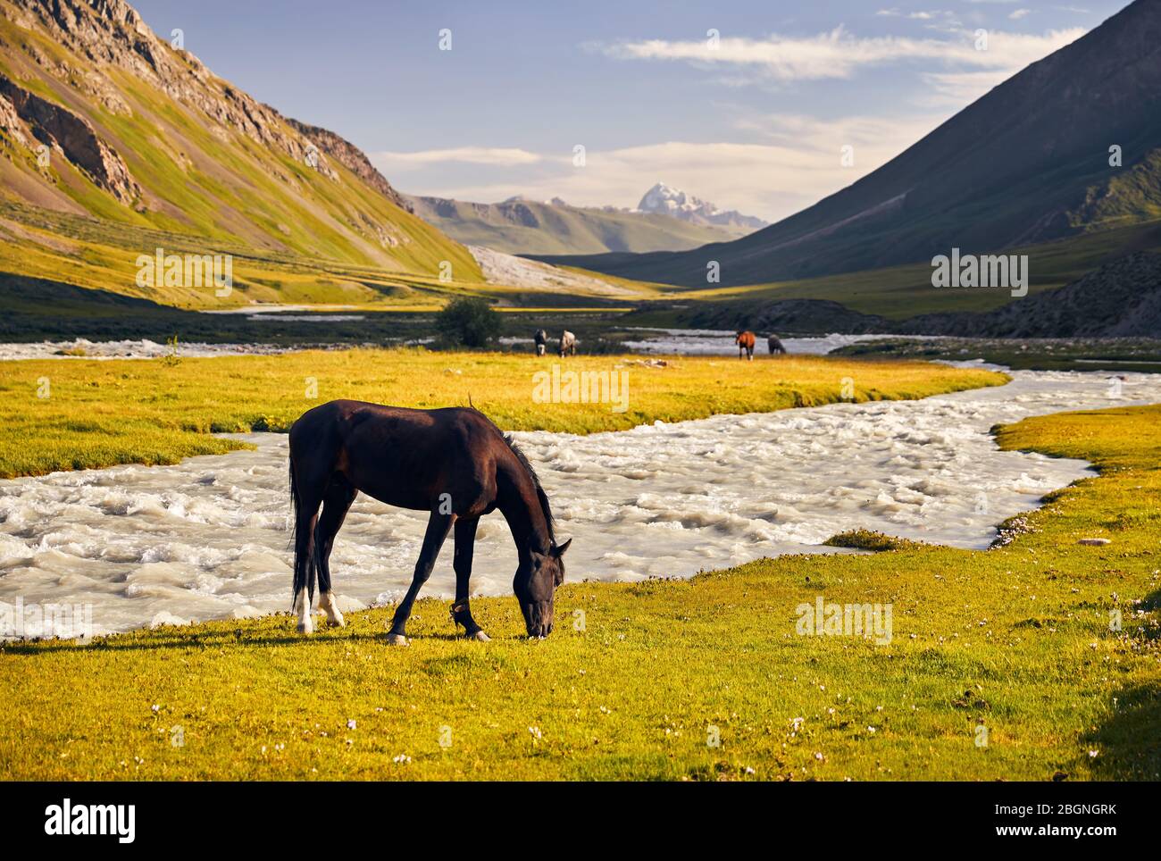 Pferde in der Nähe des Flusses in der Terskey Alatau Gebirge in Kirgisistan und Zentralasien Stockfoto