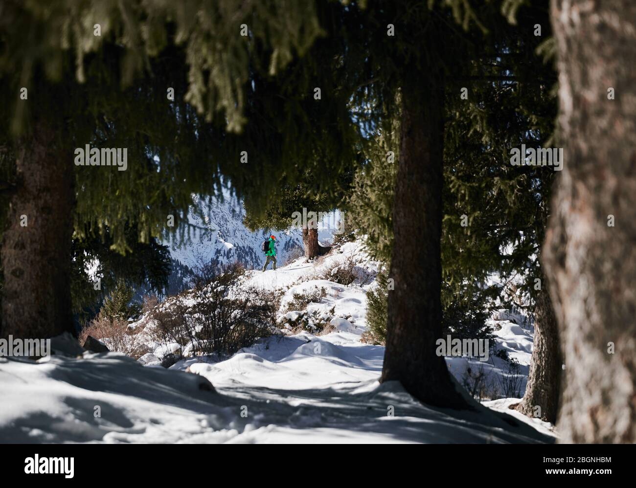 Wanderer in grüne Jacke wandern im Wald an der schneebedeckten Berge im Hintergrund Stockfoto