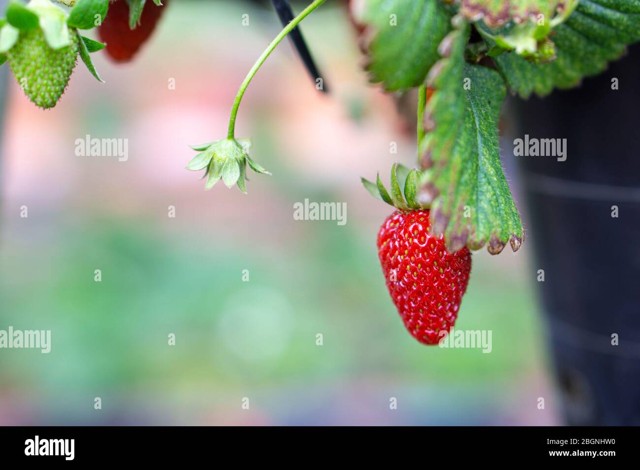 Die Gartenterdbeere ist eine weit verbreitete Hybridarte der Gattung Fragaria, die gemeinschaftlich als Erdbeeren bezeichnet wird und weltweit angebaut wird Stockfoto