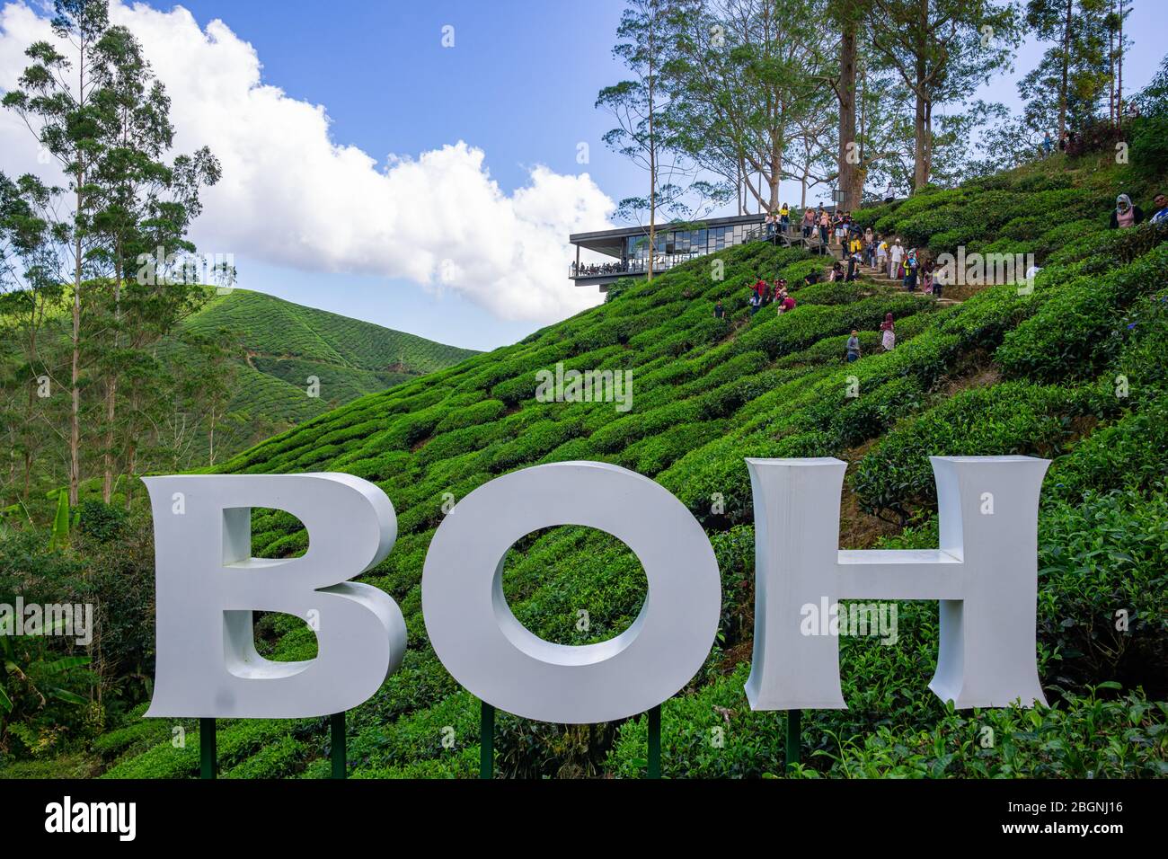 Cameron, Malaysia - 08 Feb 2019: Die Boh Tea Company wurde 1929 gegründet und ist eine der berühmten Teemarken in Malaysia. Eines der landschaftlich schönsten Highlights Stockfoto
