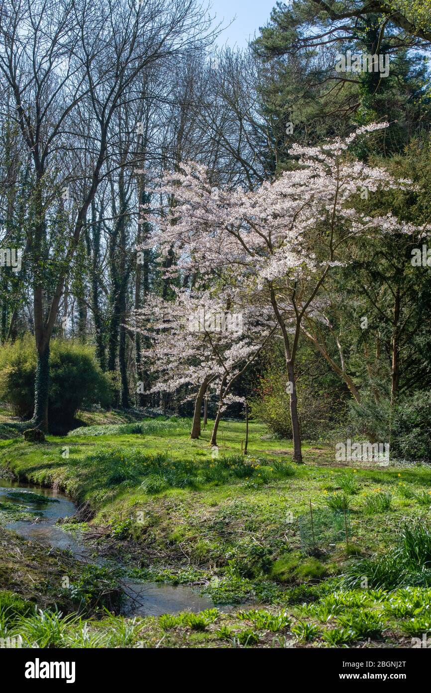 Prunus x Yedoensis. Yoshino-Kirsche. Japanische Kirschbäume in Blüte in Evenley Wood Gardens im Frühjahr. Evenley, Northamptonshire, England Stockfoto