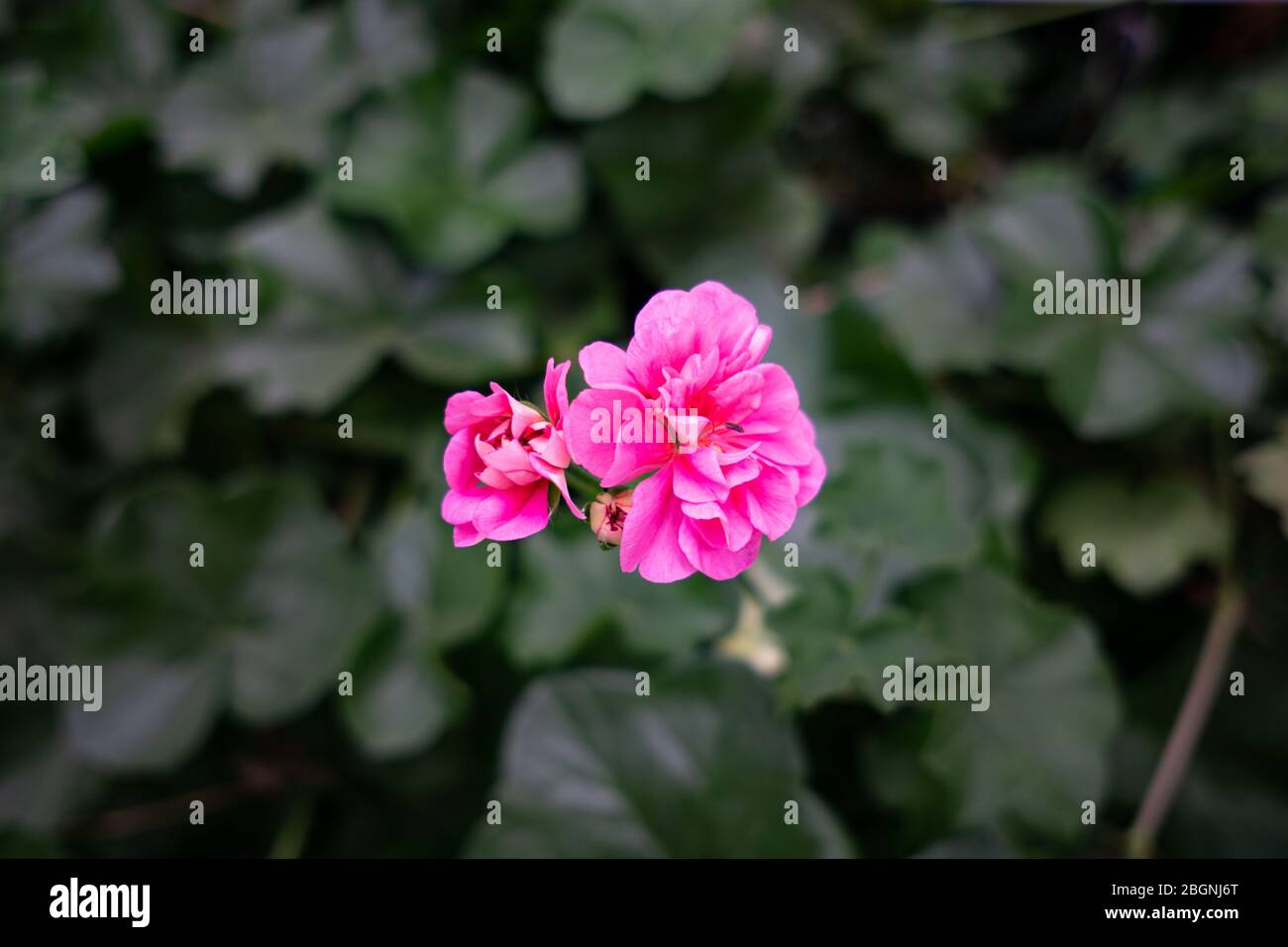Geranium ist der botanische Name und der gemeinsame Name einer separaten Gattung von verwandten Pflanzen. Beide Gattungen gehören zur Familie Geraniaceae Stockfoto