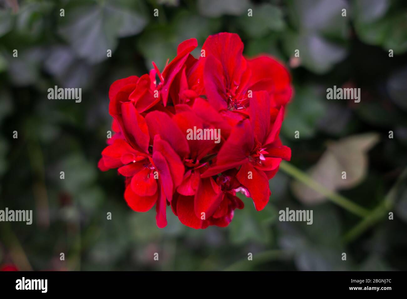 Geranium ist der botanische Name und der gemeinsame Name einer separaten Gattung von verwandten Pflanzen. Beide Gattungen gehören zur Familie Geraniaceae Stockfoto