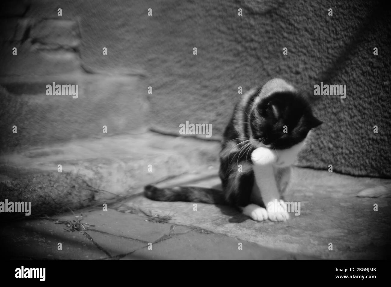 Katze wäscht sich mit Pfoten in einem sonnigen ländlichen Hof, Katzen halten sich sauber, bw Foto Stockfoto