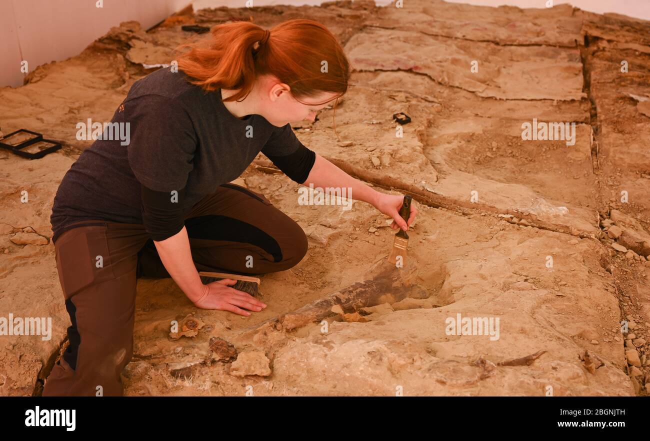 22. April 2020, Hessen, Frankfurt am Main: Auf dem Gelände des Senckenberg Naturmuseums deckt der Tierpräparator Zsofia Hajdu den Knochen eines Dinosauriers aus einem Felsblock der 'Lance Formation' im US-Bundesstaat Wyoming auf. Für die Sonderausstellung 'Edmonds Prähistorisches Reich - EINE Dino-Ausgrabung in Frankfurt' wurde ein 20 Quadratmeter großer Block mit Dinosaurierknochen von rund 24 Tonnen in 16 Stück per Überseecontainer nach Frankfurt verschifft. Nach der Wiedereröffnung des Museums wird der Block vor den Besuchern frei vorbereitet. Foto: Arne Dedert/dpa Stockfoto