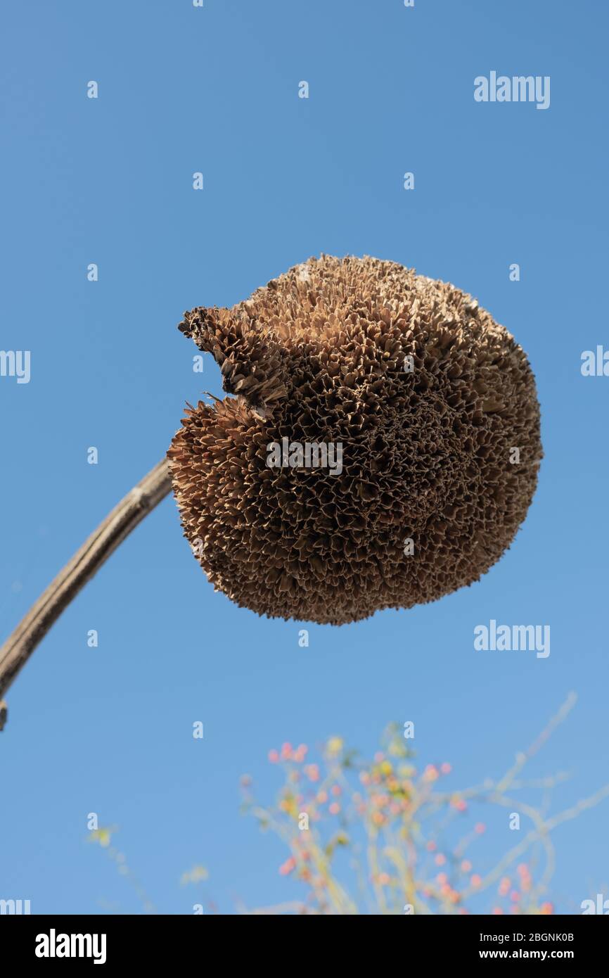 Trockene Sonnenblume auf blauem Himmel Hintergrund Stockfoto