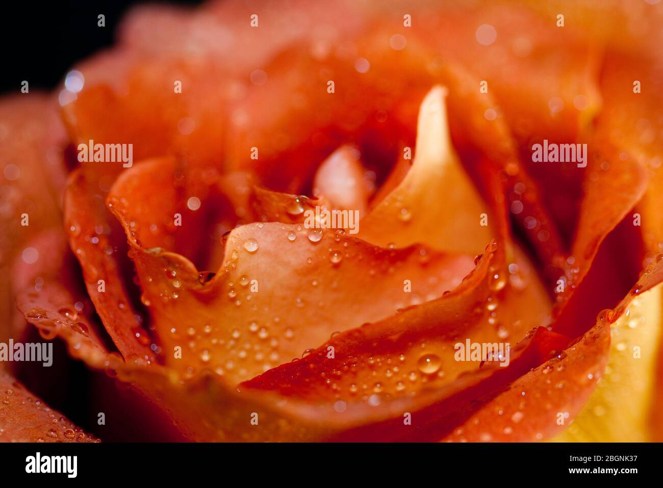 Eine Nahaufnahme einer Orangenrose mit Wassertropfen in Adelaide South Australia im Mai 2009 Stockfoto