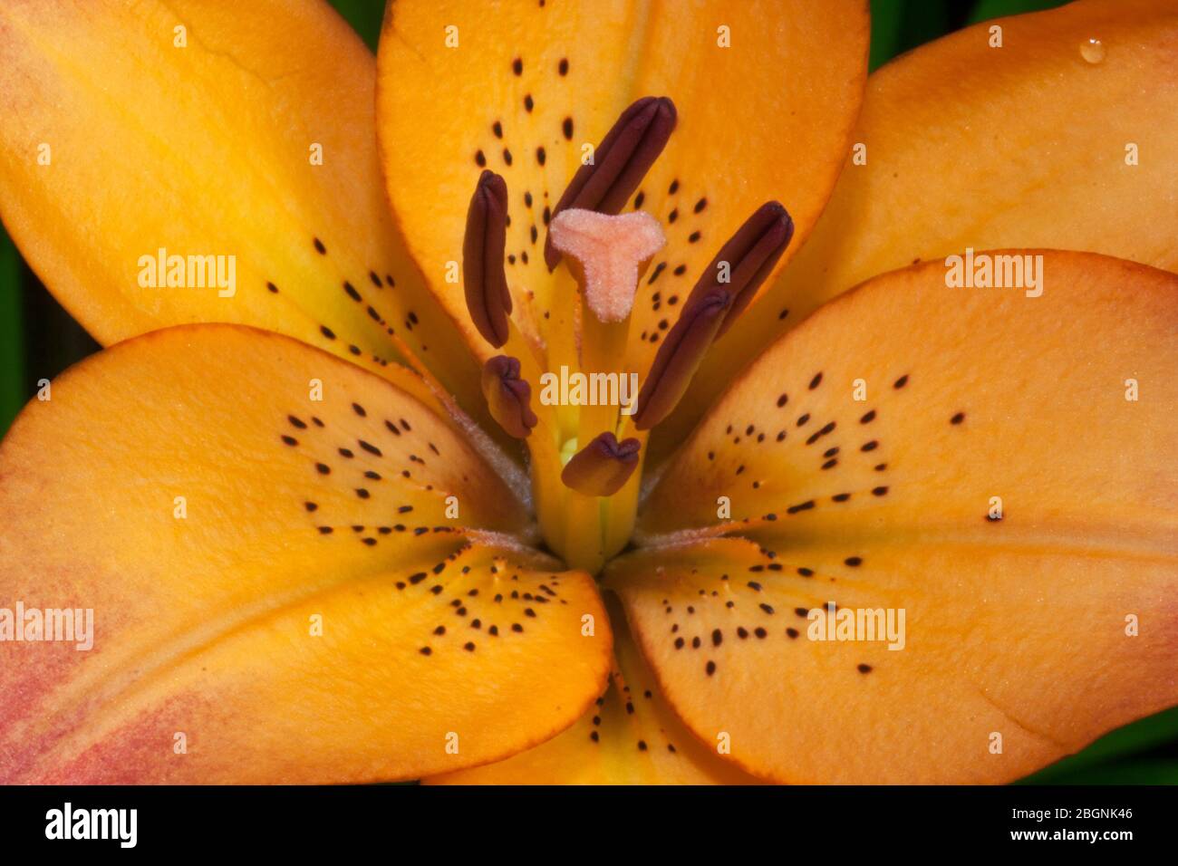 Nahaufnahme einer orangefarbenen asiatischen Lilienblume in adelaide australien Stockfoto