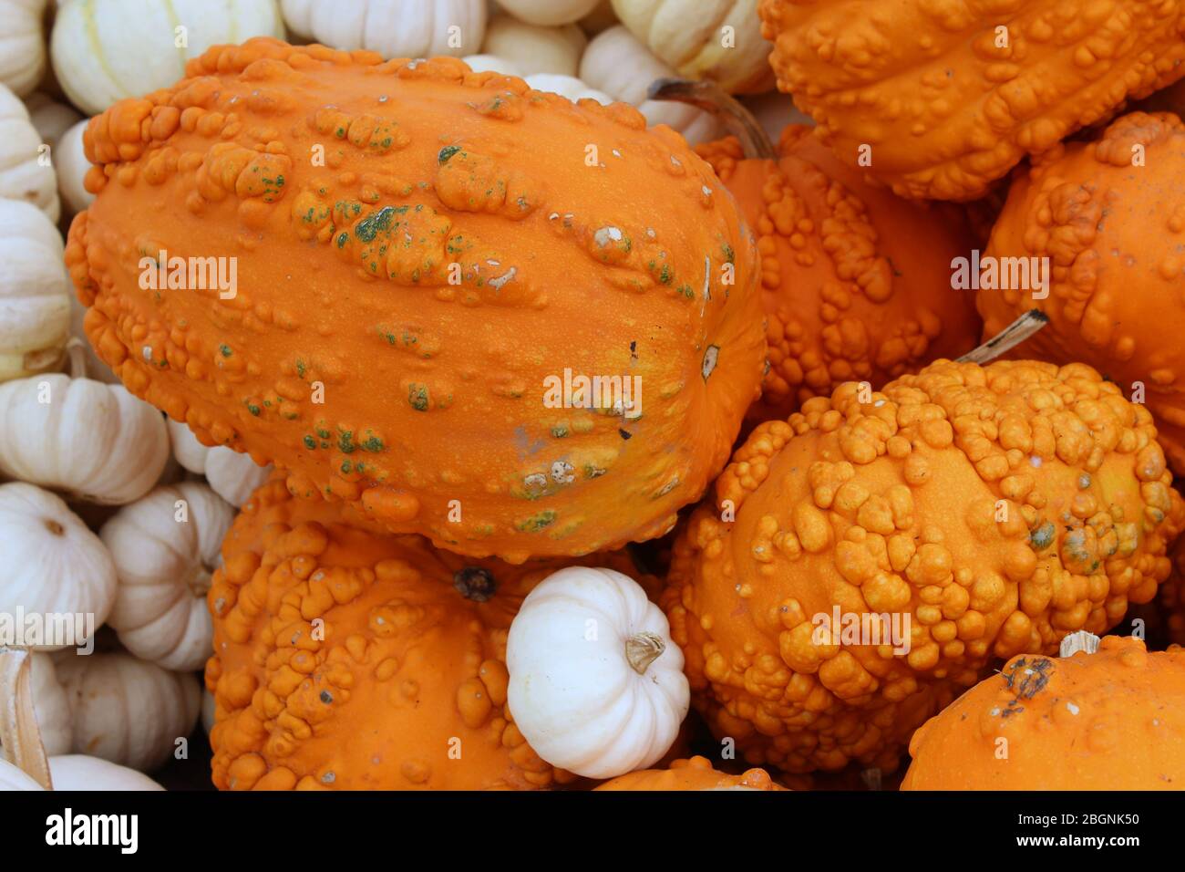 Horizontales Bild von hellen und bunten orange und weißen Kürbissen in verschiedenen Größen und einige mit großen Beulen über die gesamte Oberfläche auf dem Markt. Stockfoto