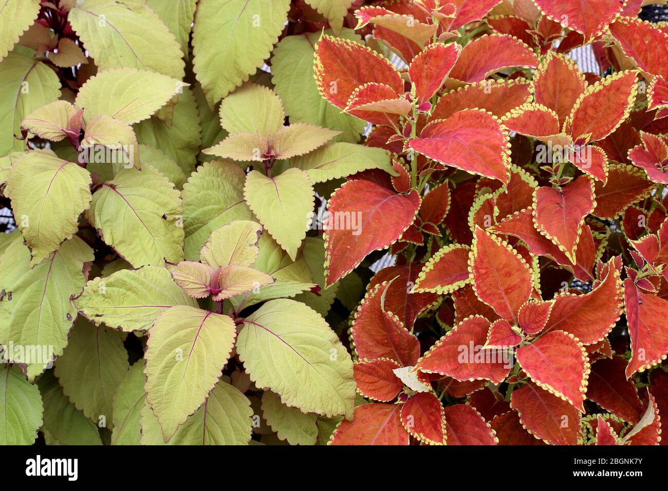 Hintergrundbild der Vielzahl von großen gesunden Blättern auf coleus Pflanzen in Landschaftsgarten, eine Pflanze als Bodenbedeckung von vielen Gärtnern verwendet. Stockfoto