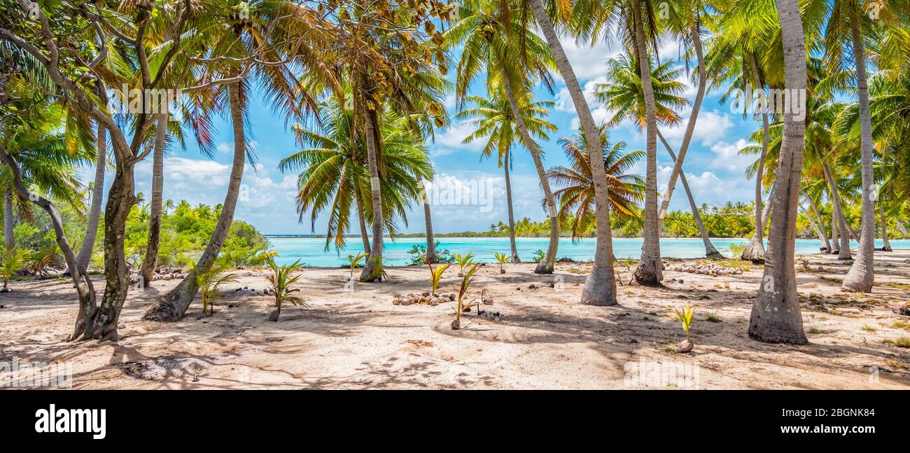 Palmen am Strand von Fakarava, Französisch-Polynesien. Panoramalandschaft. Stockfoto