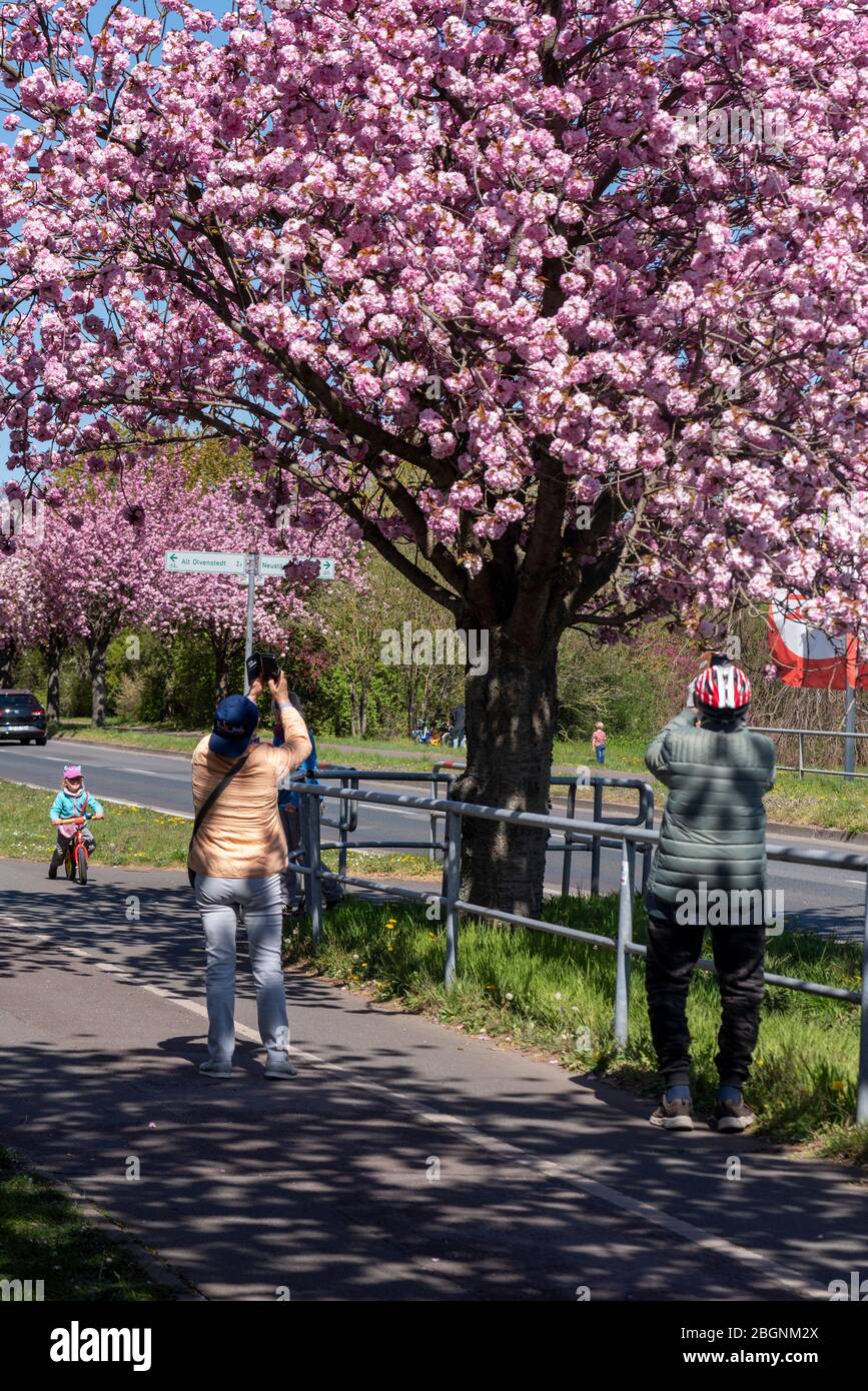 Magdeburg, Deutschland. April 2020. Zwei Passanten fotografieren japanische Zierkirschen, die entlang des Holzwegs in Magdeburg blühen. Die Allee zieht jedes Jahr Hunderte von Zuschauern während der Kirschblüte an. Auch in diesem Jahr kommen die Menschen. Aber wegen der Corona-Krisen halten sie Abstand zueinander. Quelle: Stephan Schulz/dpa-Zentralbild/ZB/dpa/Alamy Live News Stockfoto