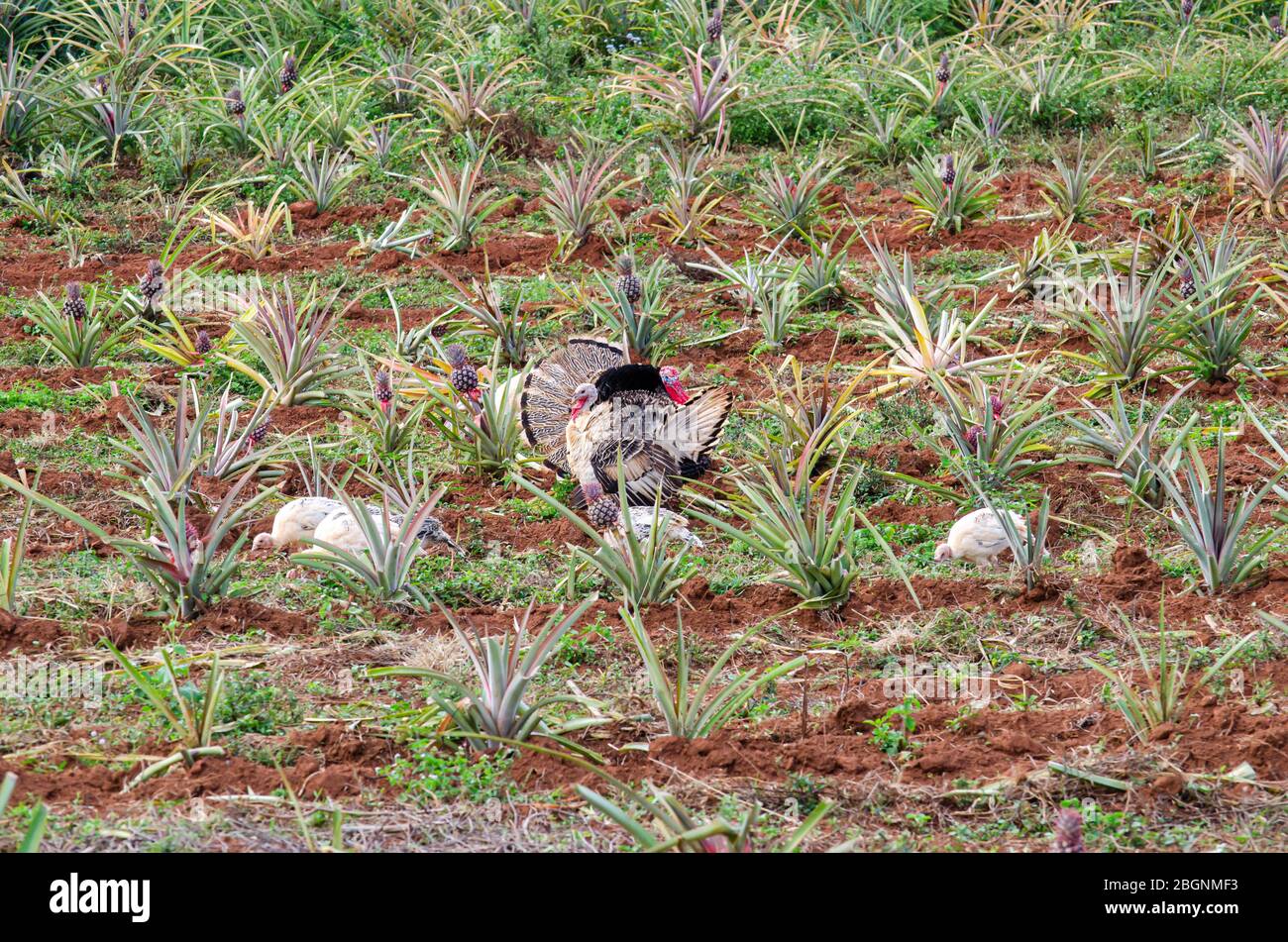 Ananasplantage in Vinales Valey Stockfoto