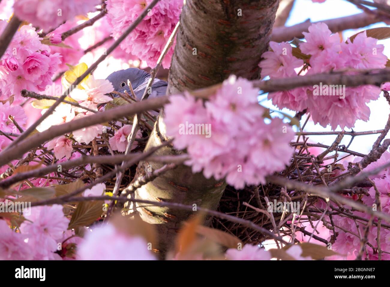 Magdeburg, Deutschland. April 2020. Eine junge Taube sitzt in einem blühenden Zierkirschenbaum. Quelle: Stephan Schulz/dpa-Zentralbild/ZB/dpa/Alamy Live News Stockfoto