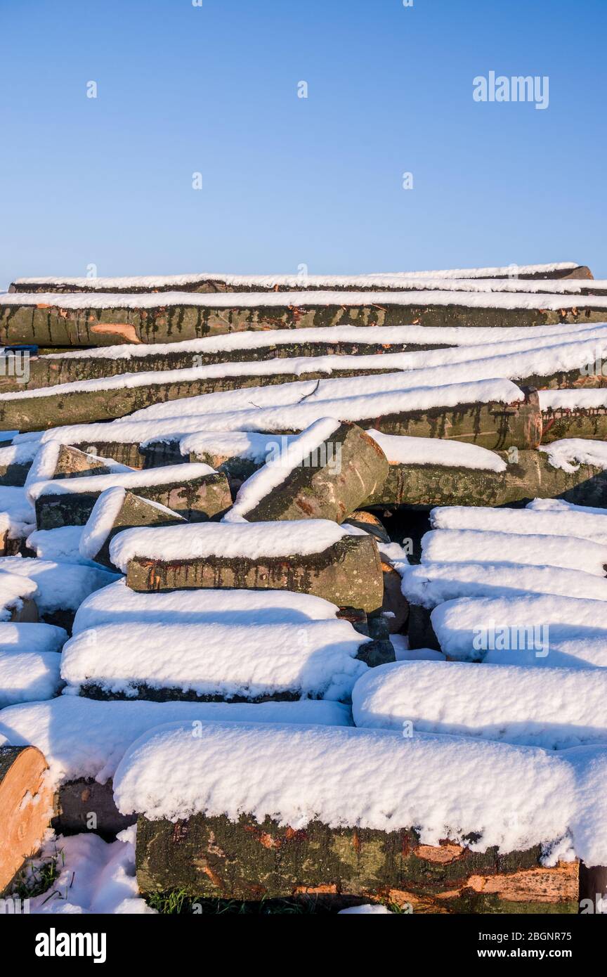 Polter gestapelt gefällten Baumstämmen im Winter mit Schnee, strahlender Sonnenschein für die Holzindustrie Stockfoto