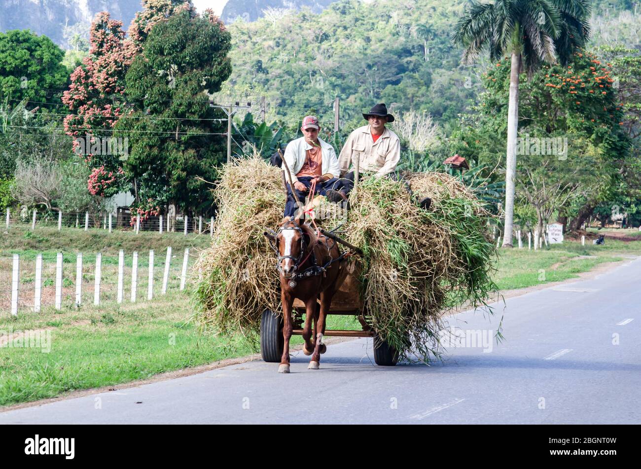 Pferdekutsche in Vinales, einer malerischen Stadt in der Provinz Pinar del Río in Kuba. Stockfoto